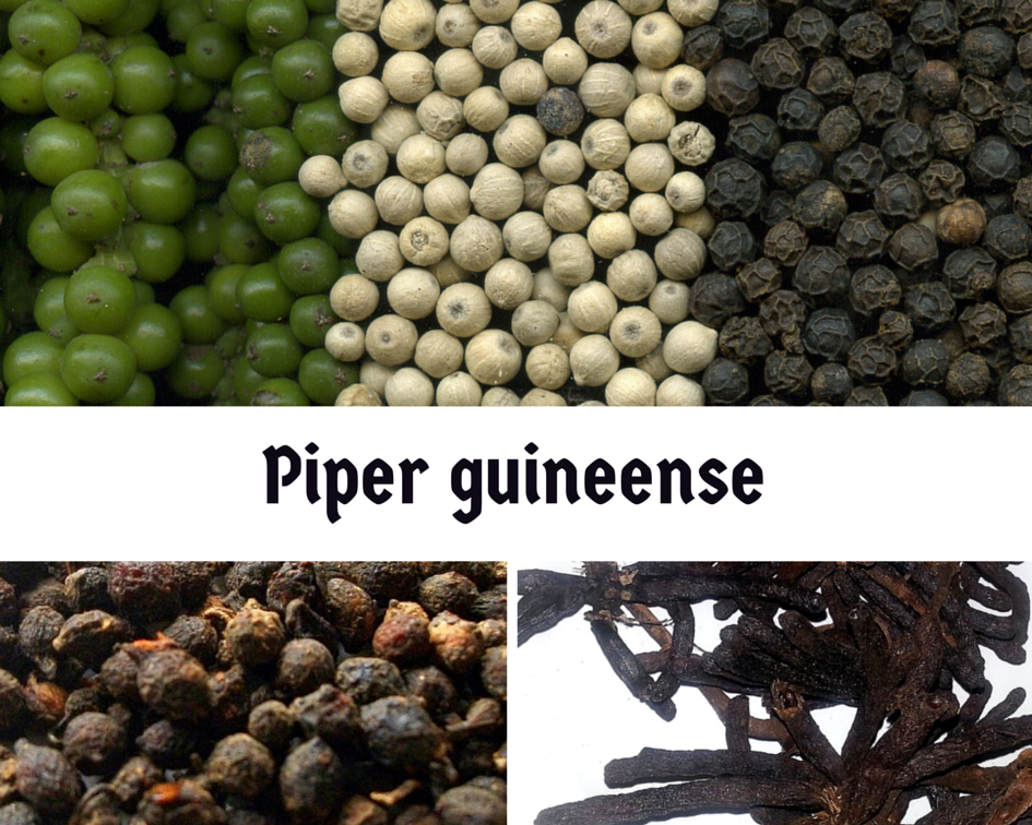 DO YOU KNOW THE HEALTH BENEFITS OF PIPER GUINEENSE 'UZIZA'?