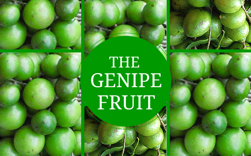 INCREDIBLE BENEFITS OF THE GENIPE FRUIT (GENIPSSPANISH LIMEQUENEPA)