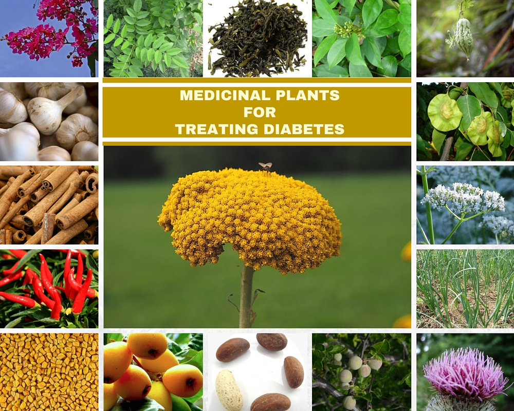 Plants Controlling Diabetes Herbal