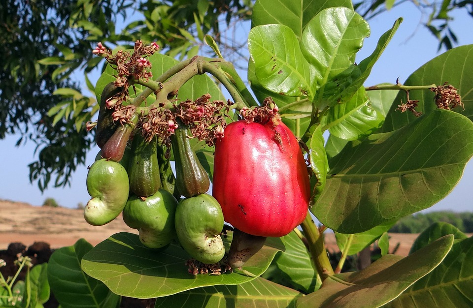 CASHEW AND ITS AMAZING BENEFITS